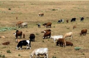 UAT crea sistema para detectar y alertar sobre sequía en Tamaulipas