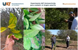 Experimenta UAT bioinsecticida para combatir el dragón amarillo
