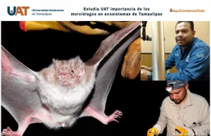 Estudia UAT la importancia de los murciélagos en ecosistemas de Tamaulipas