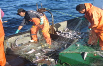 Aseguraron en cerca de Matamoros casi una tonelada de huachinango por pesca ilegal