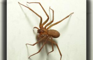 Del tóxico alacrán de Nayarit a la letal araña violinista: aumentan las picaduras de insectos peligrosos