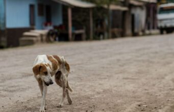Gobierno del Estado de México reprueba cualquier tipo de violencia y maltrato contra animales