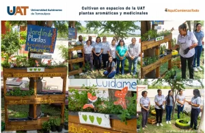 Cultivan en espacios de la UAT plantas aromáticas y medicinales