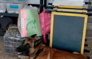 Canino localiza mochila cargada con marihuana en central de autobuses en Ciudad Mante Tamaulipas