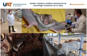 Cambio climático modifica distribución de murciélago transmisor de la rabia