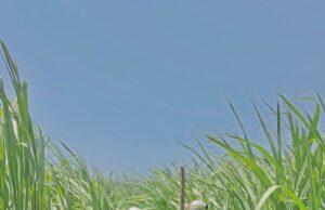 Desarrolla la UAT nuevas variedades de caña de azúcar en El Mante