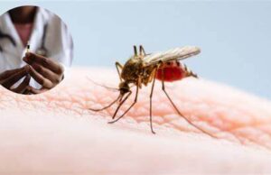 ¡Primer vacuna en el mundo contra el chikungunya! desarrollada por la farmacéutica Valneva