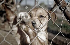 Fiscalía Especializada en Delitos de Maltrato Animal, EN PROCESO LA PROPUESTA PARA TAMAULIPAS; permitirá prevenir, investigar y combatir los delitos cometidos contra los animales.