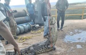 Famoso Cocodrilo que se encontraba en las alcantarillas de Ciudad Victoria AQUI LE MOSTRAMOS EL VIDEO