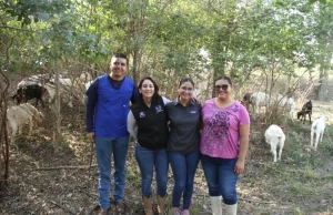 Analiza UAT innovaciones de mejoramiento para la producción caprina