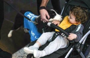 ¡PERROS DE TERAPIA! Los perros, que son empleados del aeropuerto con identificación y uniformes oficiales