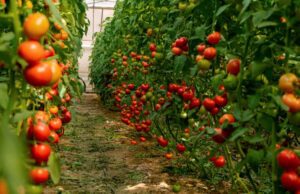 🛑 Estados Unidos impone tarifa del 17.09% a tomates frescos mexicanos por prácticas de dumping