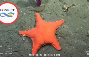 Exploración sin precedentes: transmiten en vivo las profundidades del Mar Argentino a casi 4 mil metros