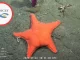 Exploración sin precedentes: transmiten en vivo las profundidades del Mar Argentino a casi 4 mil metros