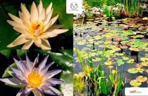 Colabora UAT en la conservación de humedales y ecosistemas acuáticos