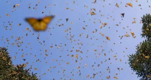 🦋 Entre la esperanza y el riesgo: crecen las mariposas monarca, pero protegerlas sigue costando vidas