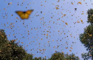 🦋 Entre la esperanza y el riesgo: crecen las mariposas monarca, pero protegerlas sigue costando vidas