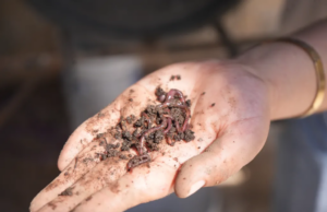 Desarrolla la UAT biofertilizantes líquidos a partir de lombricomposta